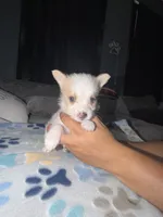 Max, a male Shih Tzu and Pomsky for sale in Syracuse, NY – 1 of 2