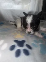 Luna, a female Shih Tzu and Pomsky for sale in Syracuse, NY – 3 of 5