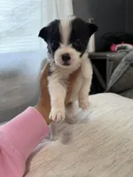 Bella, a female Shih Tzu and Pomsky for sale in Syracuse, NY – Photo 1 of 2