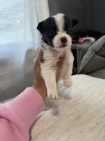 Bella, a female Shih Tzu and Pomsky for sale in Syracuse, NY – Photo 2 of 2