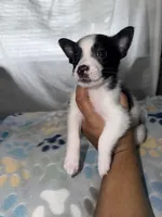 Jack, a male Shih Tzu and Pomsky for sale in Syracuse, NY – 2 of 3
