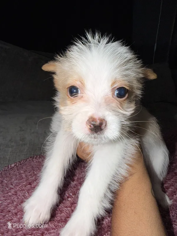  Milo – Shih Tzu, Pomsky puppy for sale in Syracuse, NY