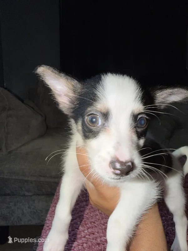 Ricky  – Shih Tzu, Pomsky puppy for sale in Syracuse, NY