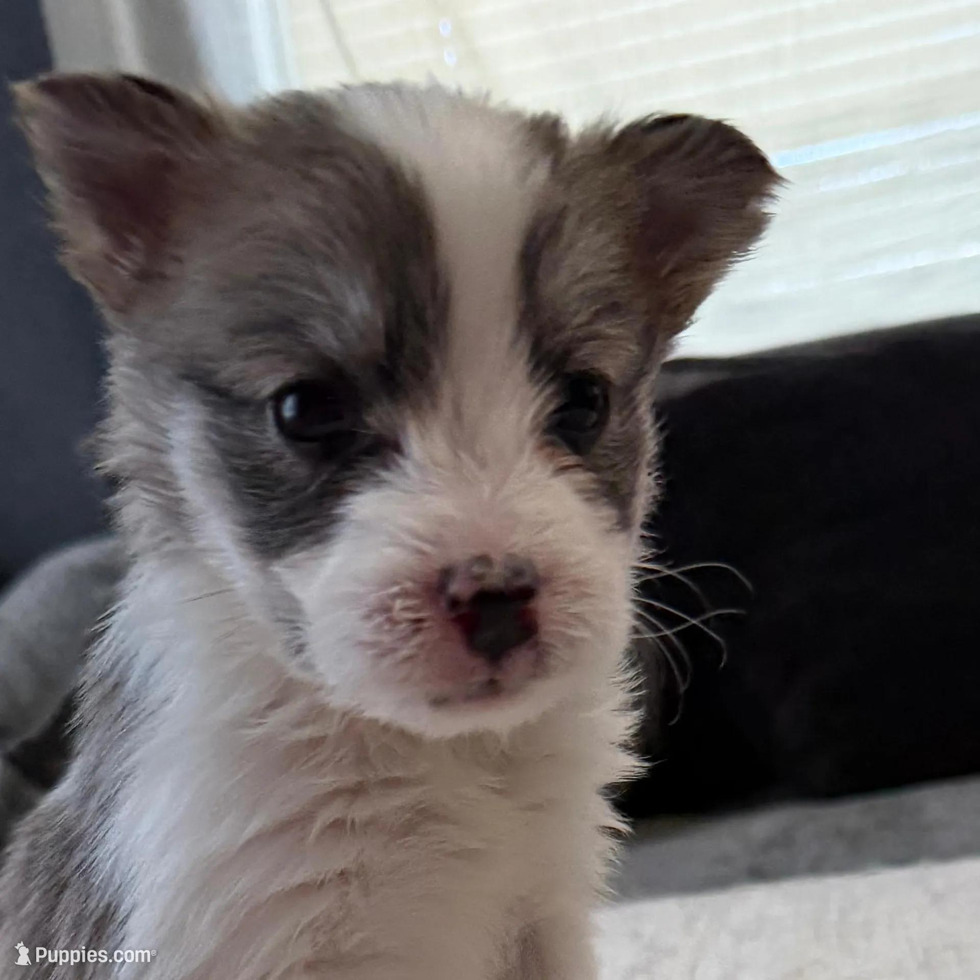 Bear – Shih Tzu, Pomsky puppy for sale in Syracuse, NY