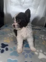 Luna, a female Shih Tzu and Pomsky for sale in Syracuse, NY – 4 of 5