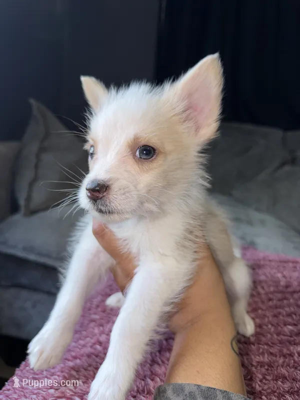 Max – Shih Tzu, Pomsky puppy for sale in Syracuse, NY