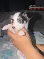 Ricky , a male Shih Tzu and Pomsky for sale in Syracuse, NY – 2 of 3