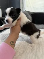 Sadie, a female Shih Tzu and Pomsky for sale in Syracuse, NY – Photo 2 of 2