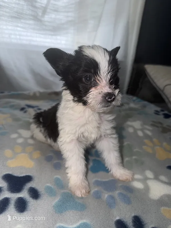 Luna – Shih Tzu, Pomsky puppy for sale in Syracuse, NY