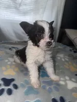 Luna, a female Shih Tzu and Pomsky for sale in Syracuse, NY – 1 of 5