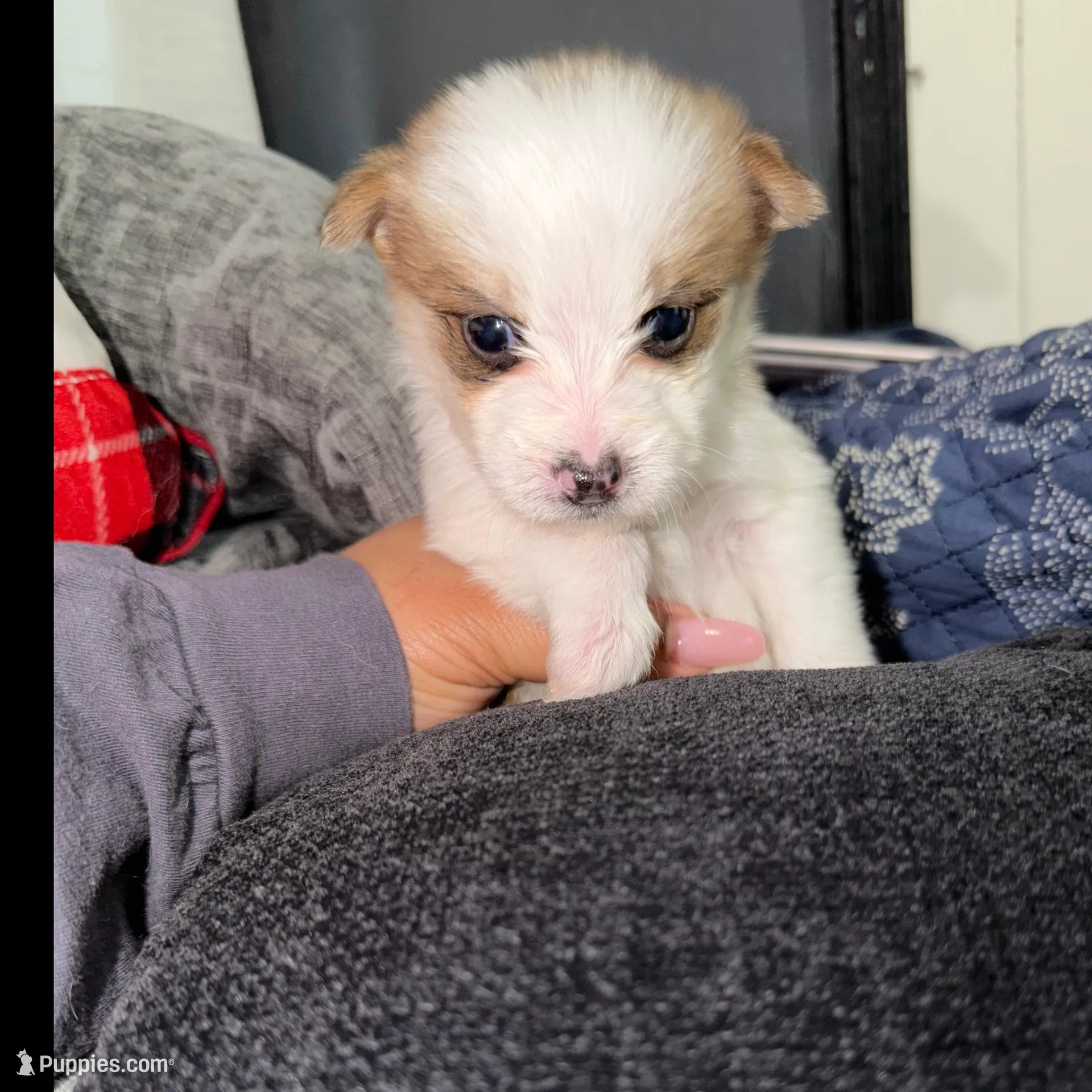 Cooper – Shih Tzu, Pomsky puppy for sale in Syracuse, NY