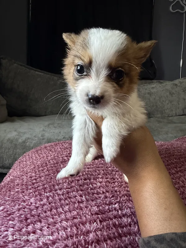 Bear – Shih Tzu, Pomsky puppy for sale in Syracuse, NY