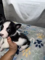 Jack, a male Shih Tzu and Pomsky for sale in Syracuse, NY – 3 of 3