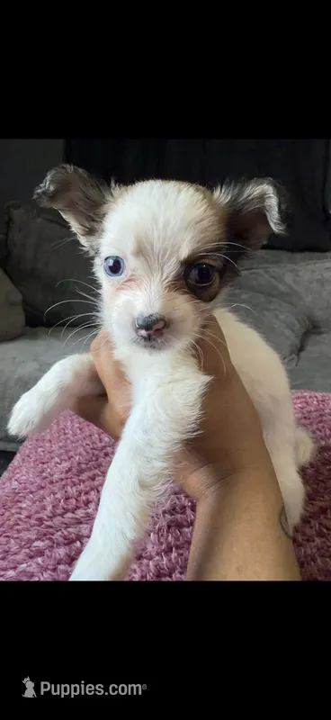 Bella – Shih Tzu, Pomsky puppy for sale in Syracuse, NY