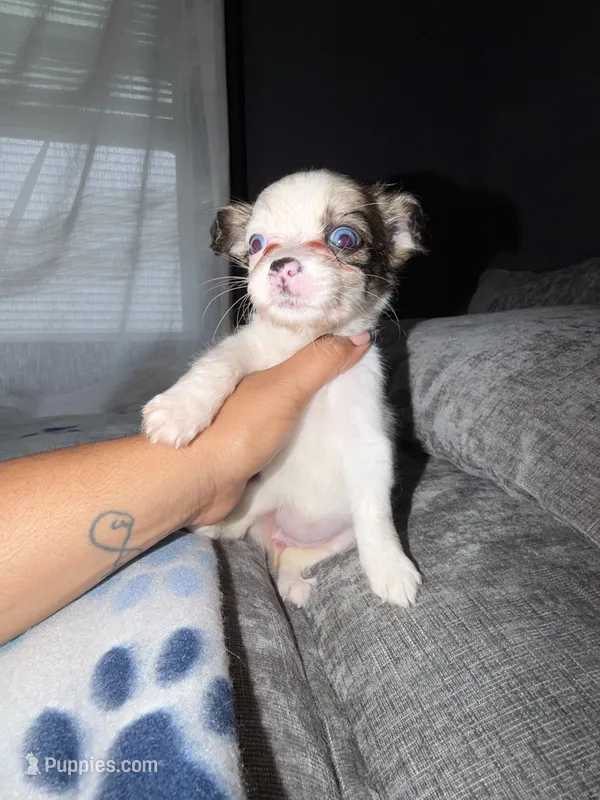 Bella – Shih Tzu, Pomsky puppy for sale in Syracuse, NY