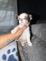 Bella, a female Shih Tzu and Pomsky for sale in Syracuse, NY – 1 of 2
