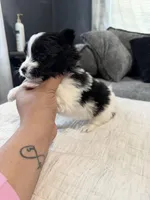 Luna, a female Shih Tzu and Pomsky for sale in Syracuse, NY – Photo 2 of 2