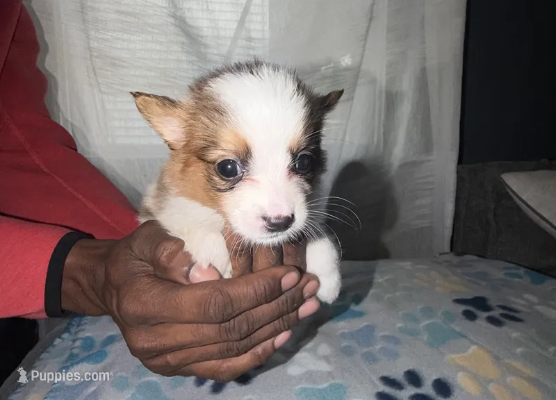 Bear – Shih Tzu, Pomsky puppy for sale in Syracuse, NY