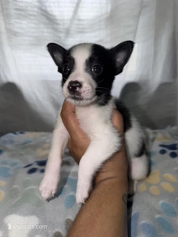 Jack – Shih Tzu, Pomsky puppy for sale in Syracuse, NY