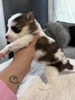 Roscoe , a male Shih Tzu and Pomsky for sale in Syracuse, NY – Photo 2 of 2