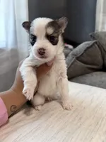 Roscoe , a male Shih Tzu and Pomsky for sale in Syracuse, NY – Photo 1 of 2