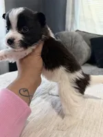 Milo, a male Shih Tzu and Pomsky for sale in Syracuse, NY – Photo 2 of 2