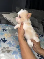  Milo, a male Shih Tzu and Pomsky for sale in Syracuse, NY – 2 of 2