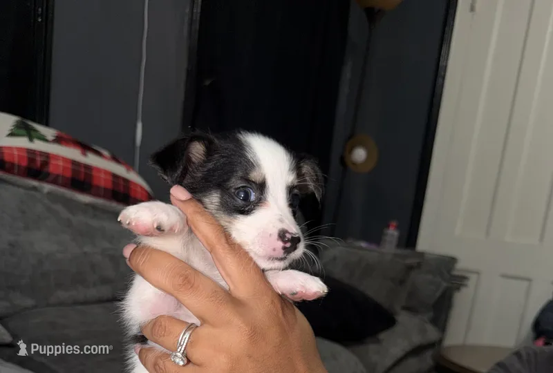 Ricky  – Shih Tzu, Pomsky puppy for sale in Syracuse, NY