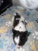 Luna, a female Shih Tzu and Pomsky for sale in Syracuse, NY – 2 of 5