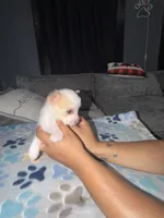 Max, a male Shih Tzu and Pomsky for sale in Syracuse, NY – 2 of 2