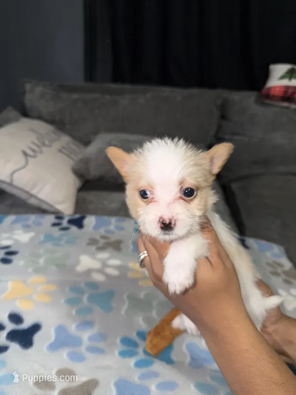  Milo – Shih Tzu, Pomsky puppy for sale in Syracuse, NY