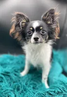 processed/269a828d-f1d8-4707-b7d6-7ad88b6cf941/facility/d5e3b732-6c7e-4578-ba43-f2d3c4c26faa