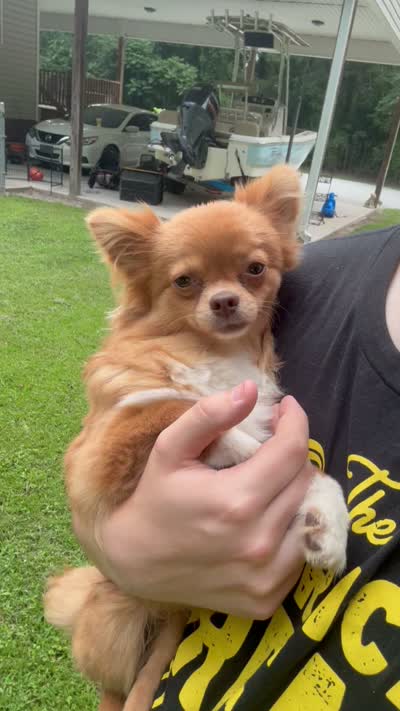 Sam, a male Chihuahua for sale in Jacksonville, NC – 2 of 2