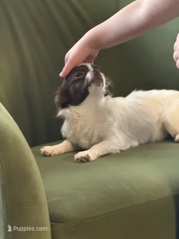 Mercy – Chihuahua puppy for sale in Jacksonville, NC