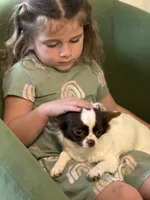 Mercy, a female Chihuahua for sale in Jacksonville, NC – 2 of 3