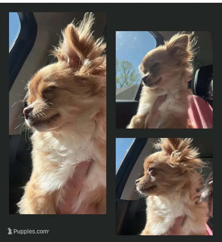 Sam – Chihuahua puppy for sale in Jacksonville, NC