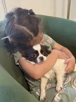 Mercy, a female Chihuahua for sale in Jacksonville, NC – 2 of 3