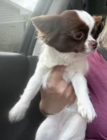 Mercy, a female Chihuahua for sale in Jacksonville, NC – 3 of 3