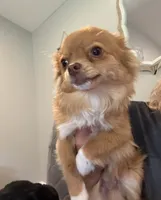 Samson, a male Chihuahua for sale in Jacksonville, NC – 3 of 3