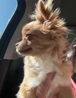 Samson, a male Chihuahua for sale in Jacksonville, NC – 2 of 3