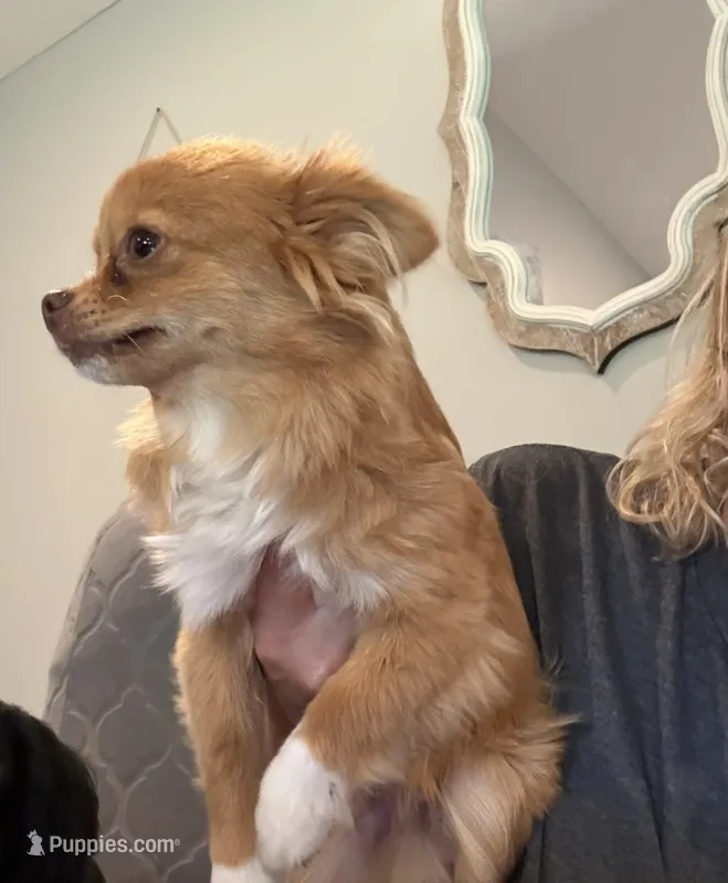 Samson – Chihuahua puppy for sale in Jacksonville, NC