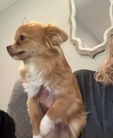 Samson, a male Chihuahua for sale in Jacksonville, NC – 1 of 3