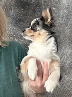 Boo, a male Chihuahua for sale in Jacksonville, NC – Photo 6 of 8