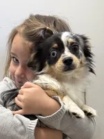Boo, a male Chihuahua for sale in Jacksonville, NC – Photo 5 of 8