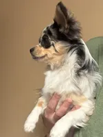 Boo, a male Chihuahua for sale in Jacksonville, NC – Photo 2 of 8