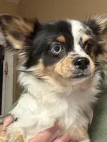 Boo, a male Chihuahua for sale in Jacksonville, NC – Photo 1 of 8