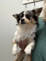 Boo, a male Chihuahua for sale in Jacksonville, NC – Photo 4 of 8