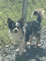 Boo, a male Chihuahua for sale in Jacksonville, NC – Photo 8 of 8