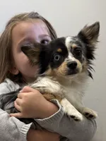 Boo, a male Chihuahua for sale in Jacksonville, NC – Photo 3 of 8