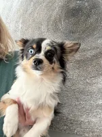 Boo, a male Chihuahua for sale in Jacksonville, NC – Photo 7 of 8